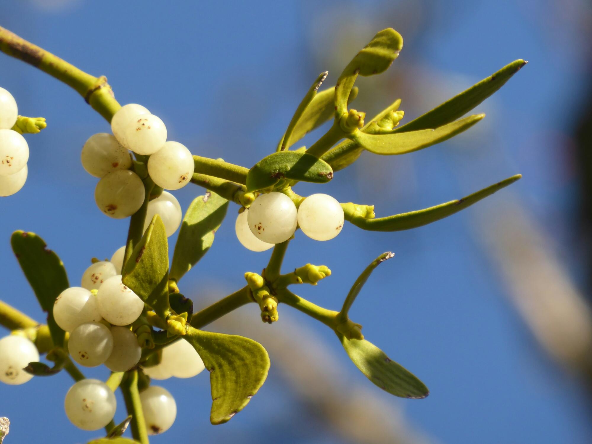 Mistletoe Therapy